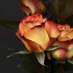 BİR ŞAİR, YAZAR OLARAK SELAMİ KARABULUT