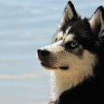 KÖPEĞIN ÖYKÜSÜ